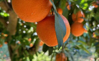 Γιατί πρέπει να προτιμάμε φρεσκοστυμμένους χυμούς από τους συσκευασμένους